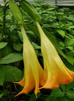 Tropical Sunset Angel's Trumpet, Brugmansia x 'Tropical Sunset'